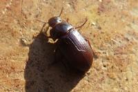 Alphitobius diaperinus