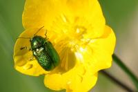 Cryptocephalus
