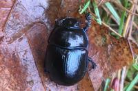 Anoplotrupes stercorosus