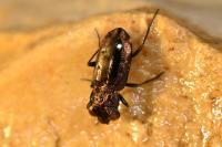Notiophilus quadripunctatus
