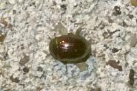 Chrysolina americana