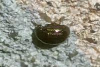 Chrysolina americana