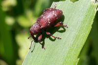 Hylobius transversovittatus