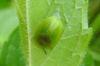 Cassida viridis
