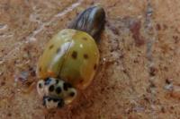 Adalia decempunctata