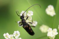 Anoplodera sexguttata