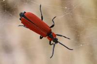 Lygistopterus sanguineus