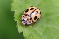 Propylea quatuordecimpunctata