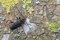 Phymatodes testaceus