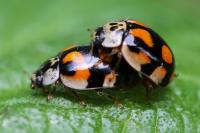 Adalia decempunctata