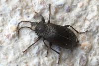 Stenomax aeneus