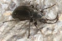 Stenomax aeneus