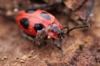 Endomychus coccineus