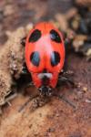 Endomychus coccineus