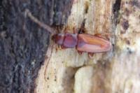 Placonotus testaceus