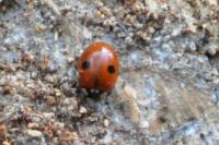 Adalia bipunctata