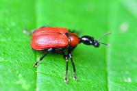 Apoderus coryli