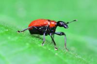 Apoderus coryli