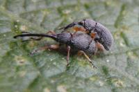 Rhopalapion longirostre