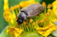 Byturus ochraceus