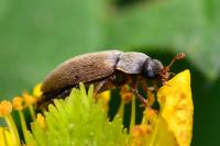 Byturus ochraceus