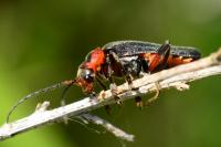 Cantharis rustica
