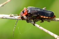 Cantharis rustica