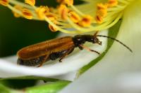 Rhagonycha nigriventris