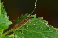 Agapanthia villosoviridescens