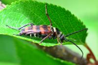 Leptura aurulenta