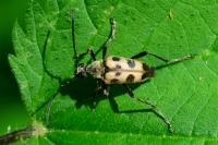 Pachytodes cerambyciformis