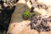 Psyllobora vigintiduopunctata