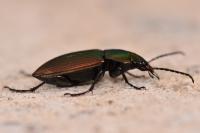 Poecilus cupreus
