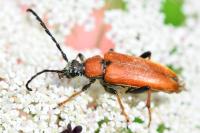 Stictoleptura rubra
