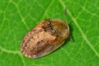 Hypocassida subferruginea