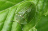 Cassida viridis