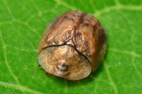 Hypocassida subferruginea