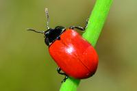 Chrysomela populi