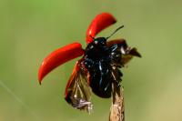 Chrysomela populi