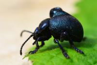 Timarcha goettingensis