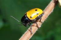 Cryptocephalus imperialis