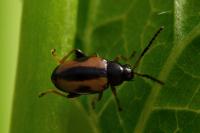 Phyllotreta ochripes