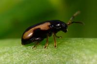 Phyllotreta ochripes