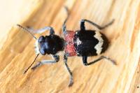Clerus mutillarius