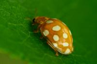 Halyzia sedecimguttata