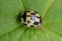 Propylea quatuordecimpunctata