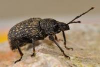 Otiorhynchus sulcatus