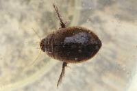 Acilius sulcatus
