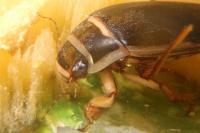 Dytiscus marginalis