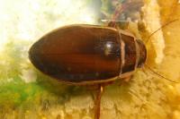 Dytiscus marginalis